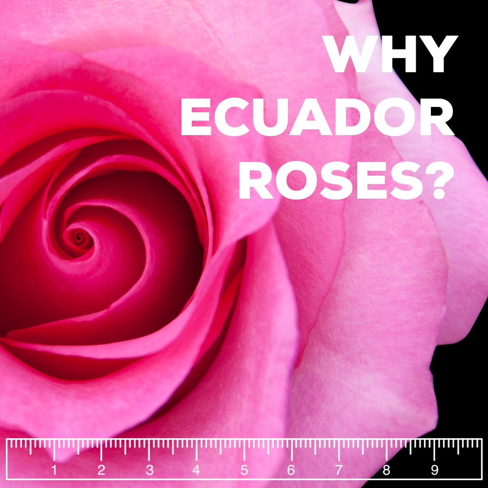 ecuadorian roses