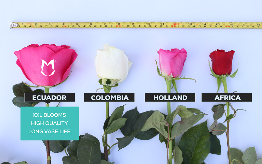 ecuadorian roses - bigger blooms and vase life