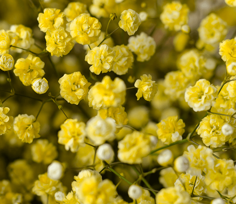 yellow babys breath