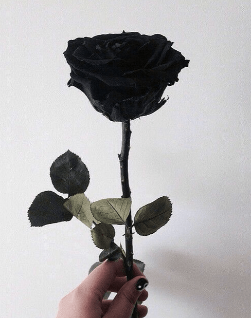 black roses