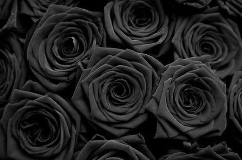 Black Roses What Are They Where To Find Them Magnaflor