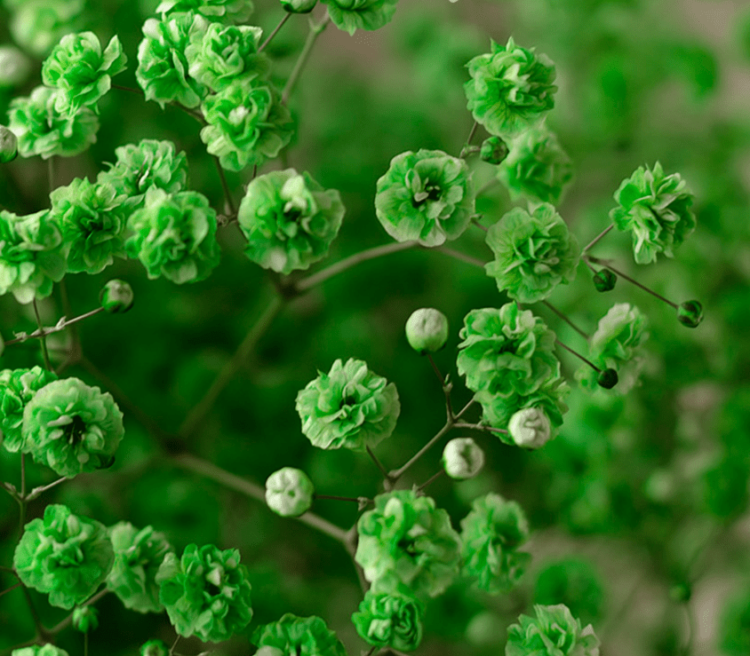 buy green babys breath bulks