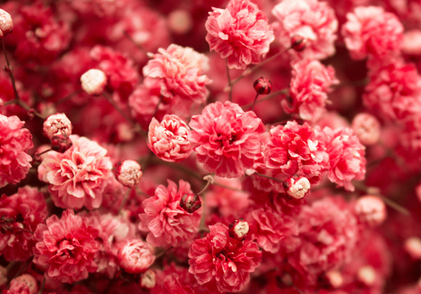 crimson baby's breath