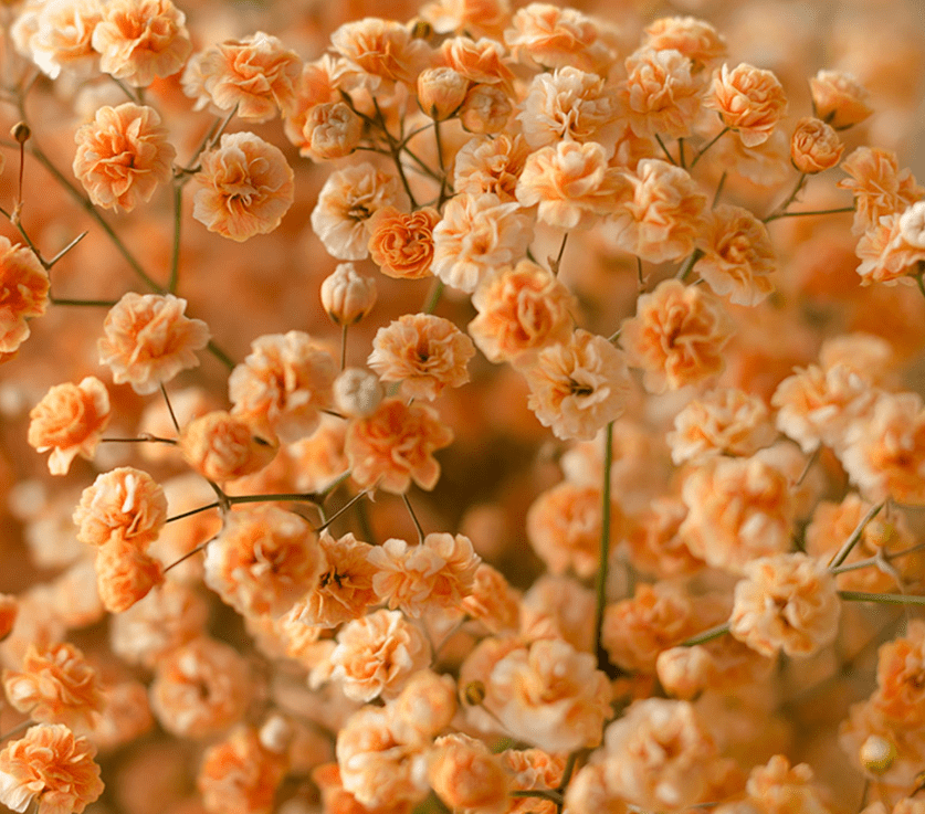 Orange baby's breath