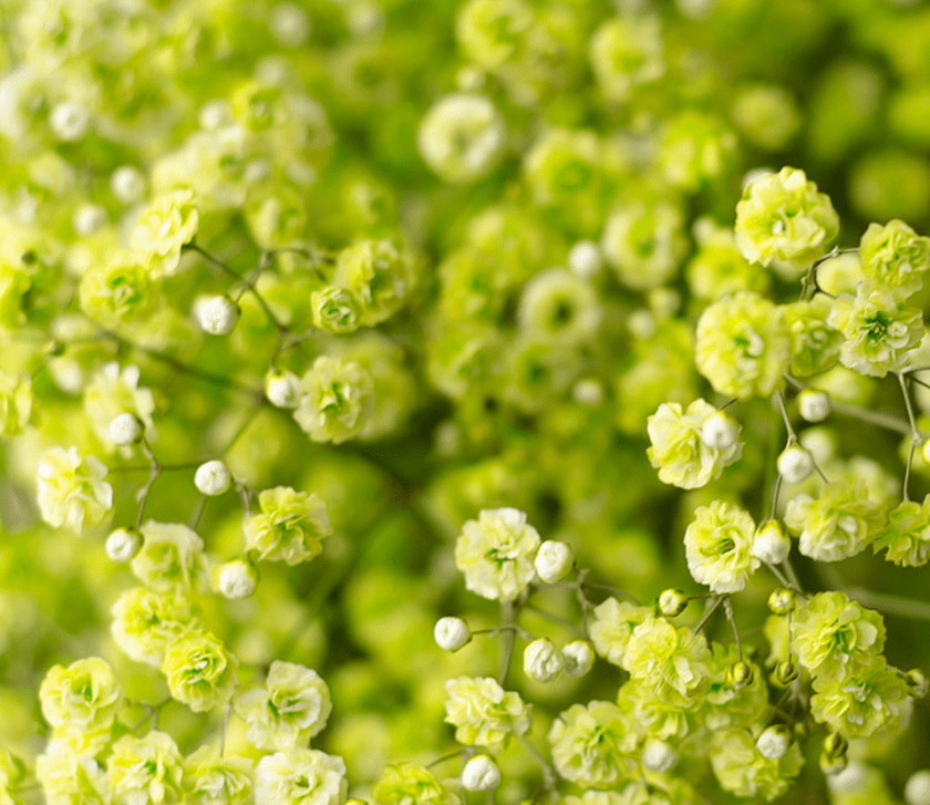 apple green baby's breath