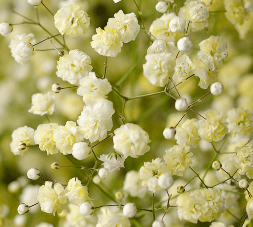 light yellow baby's breath