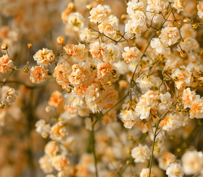 light orange babys breath