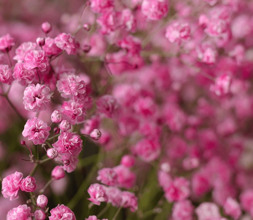 light pink baby's breath