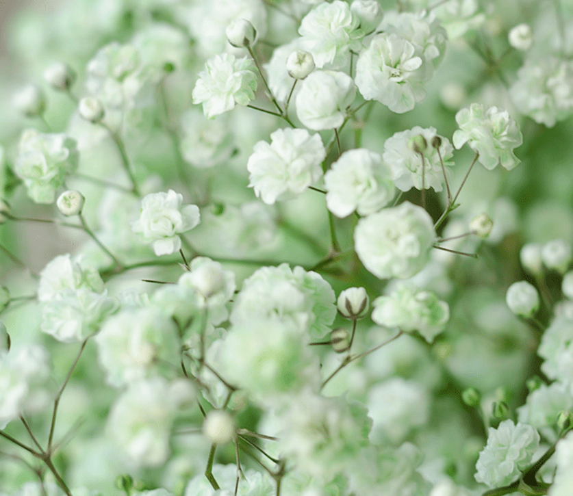 light green babys breath