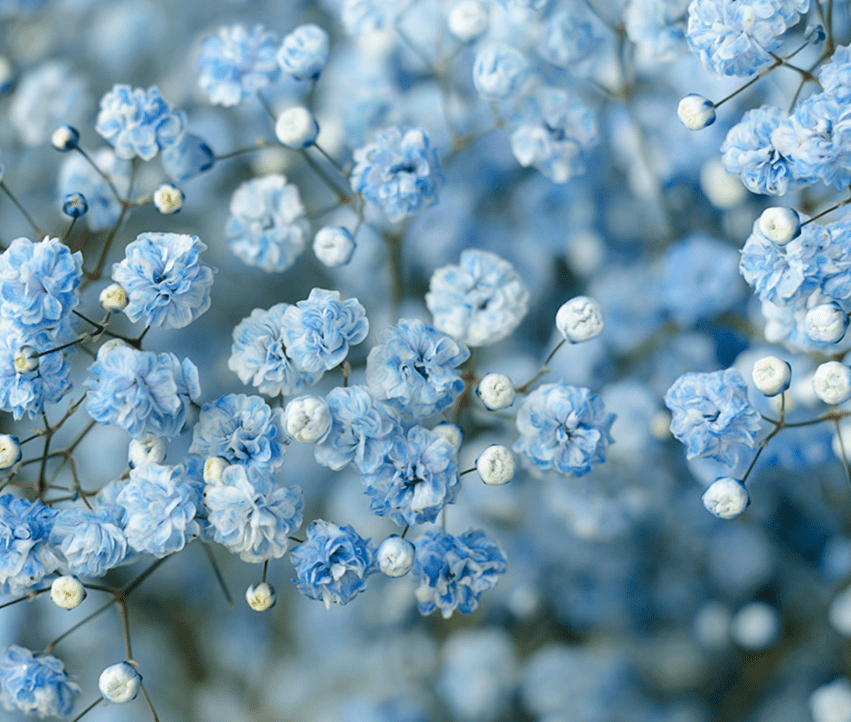 light blue baby's breath