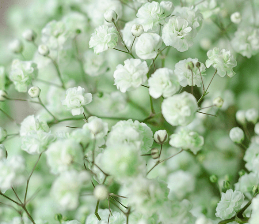 light green baby's breath