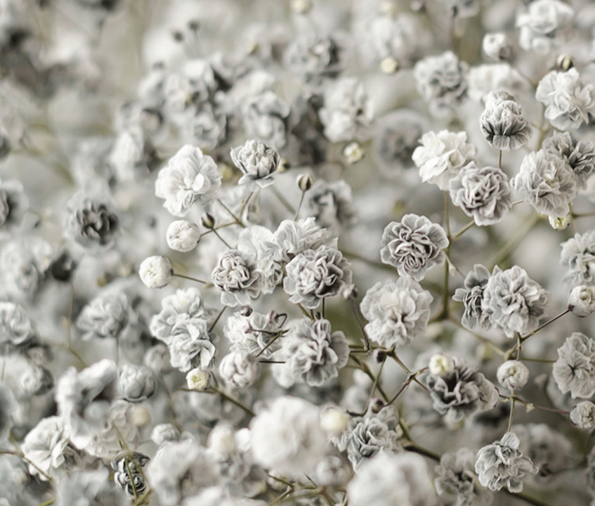 gray babys breath bulks