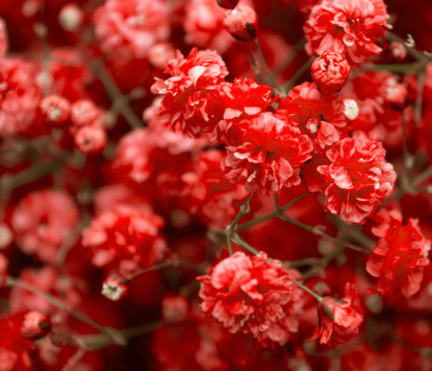 red babys breath