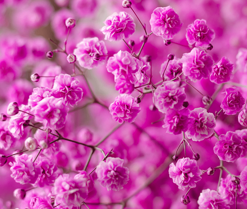 fucsia baby's breath