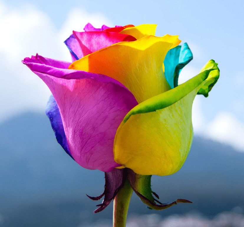 rainbow rose, multicolored rose petals