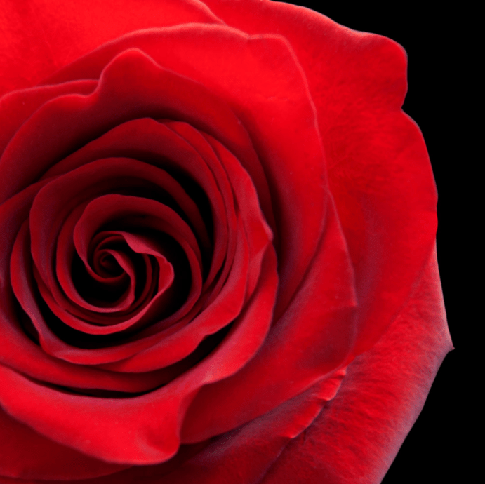 Red Roses, the roses of love