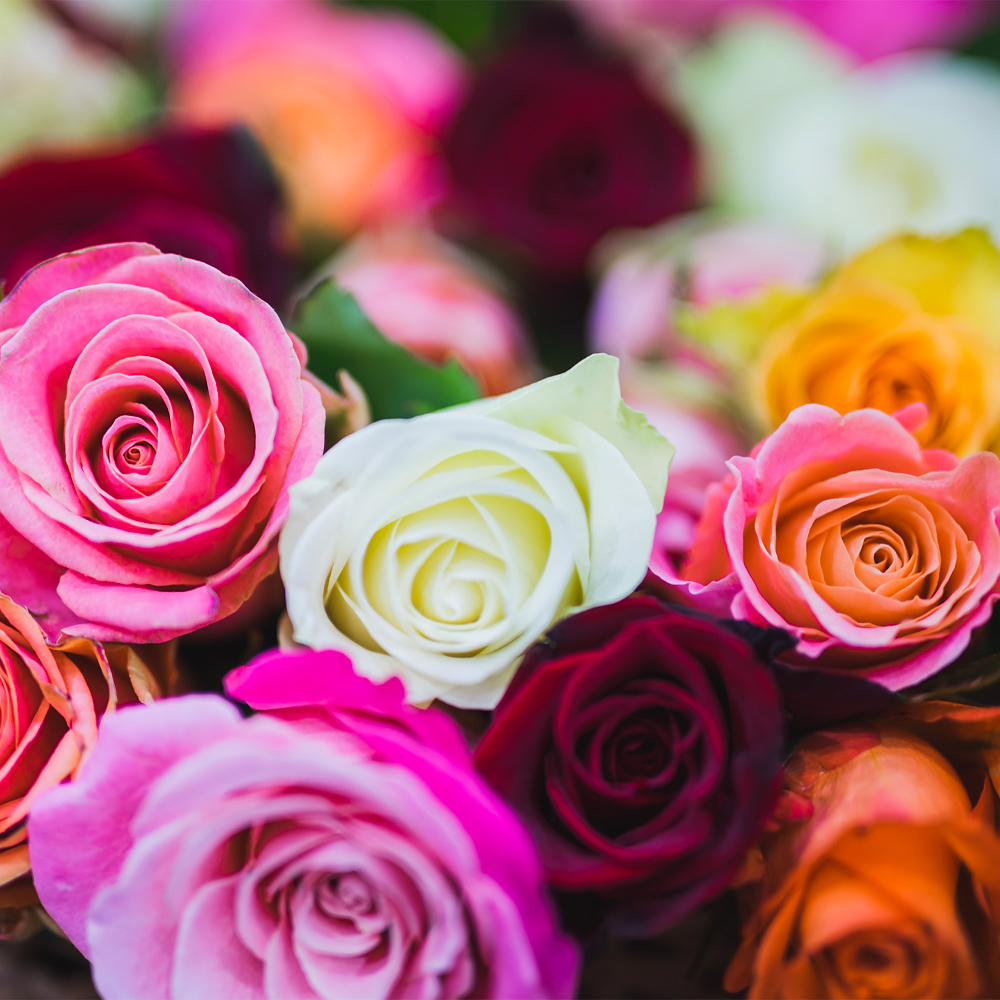 Wholesale-Roses-magnaflor-blog