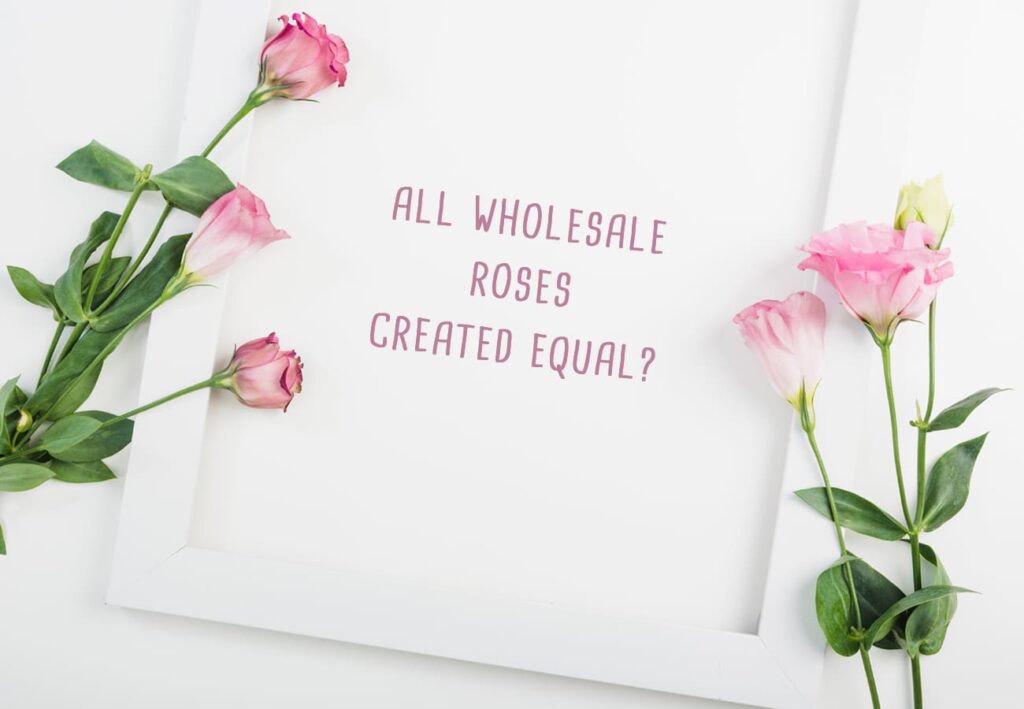 Wholesale-Flowers-Magnaflor All Wholesale Roses Created Equal 2