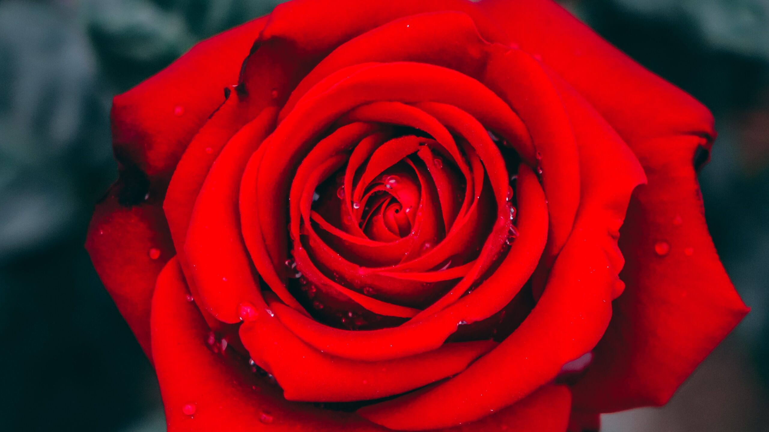 energi Selskab afhængige Red Roses - Express Your Love With Wholesale Roses | Magnaflor