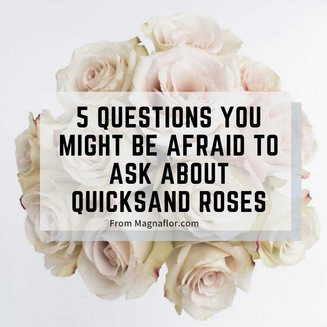 quicksand rose