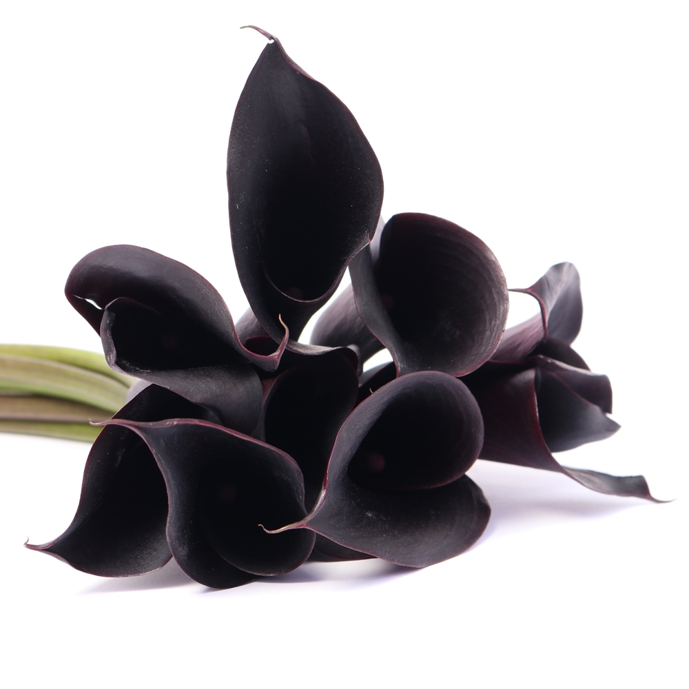 Are There Naturally Black Roses - Black Rose Plant