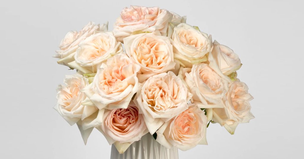 Wholesale-Flowers-Magnaflor-Garden-roses-dream-roses-1