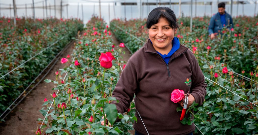 Wholesale-Flowers-Advantages of buying Wholesale Ecuadorian Roses Part 1 6