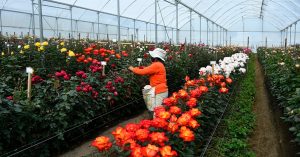 Wholesale-Flowers-Advantages of buying Wholesale Ecuadorian Roses Part 1 7