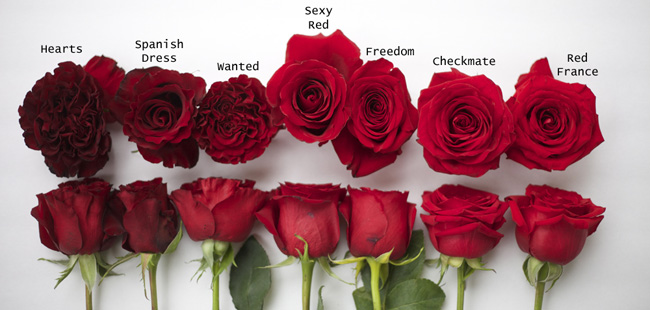 Wholesale-Flowers-red-roses-varieties