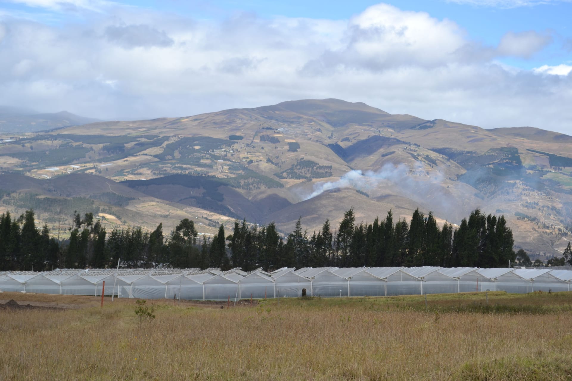 Our Cayambe farm under the Andes at 3,200 metres — the source for Orlando florists and event designers
