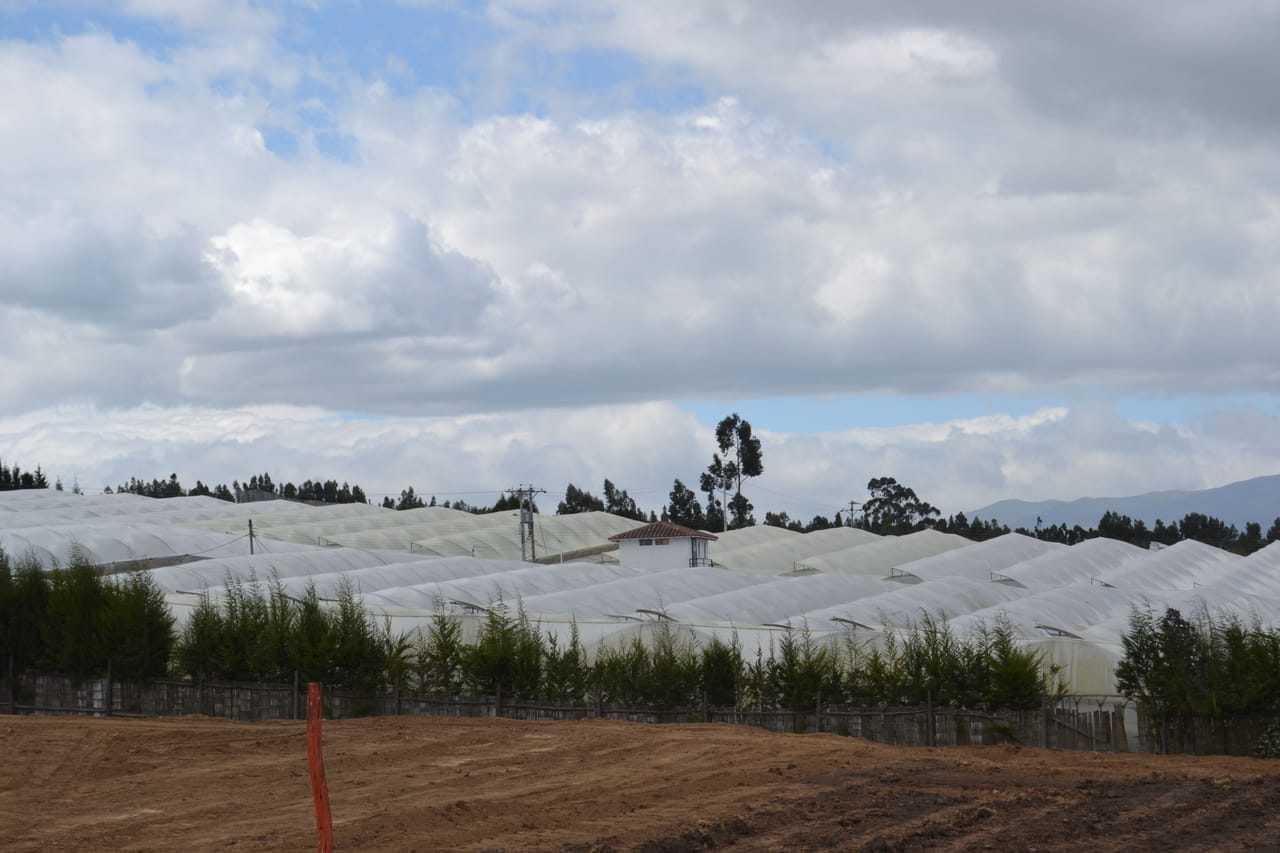 Rows of roses under cultivation at our own farm above Cayambe, Ecuador, 3,200m - the source behind our farm-direct Florida deliveries