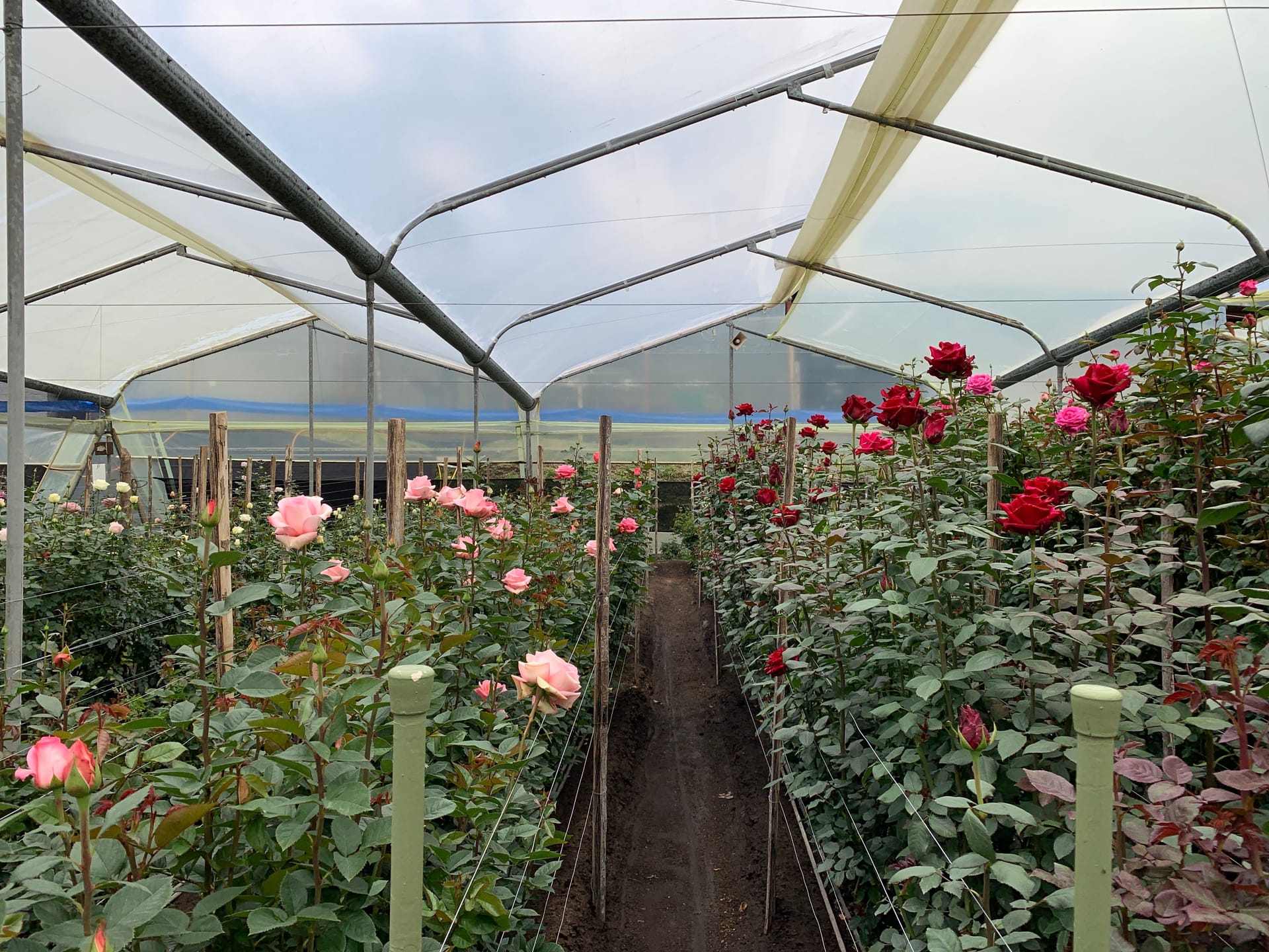 Origen Magnaflor - programa propio de rosas en Cayambe Ecuador a 3.200m altitud producción premium