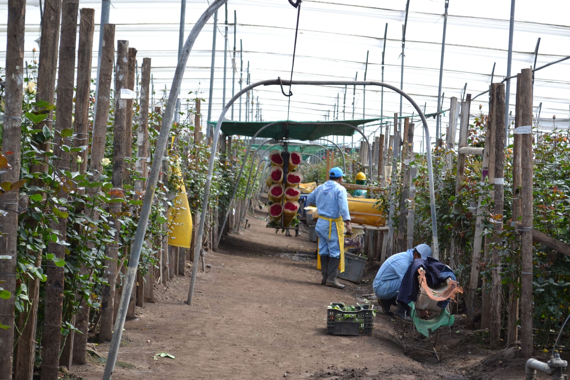 Cultivo de rosas Magnaflor en invernadero en Cayambe, Ecuador - ambiente controlado para rosas premium mayorista