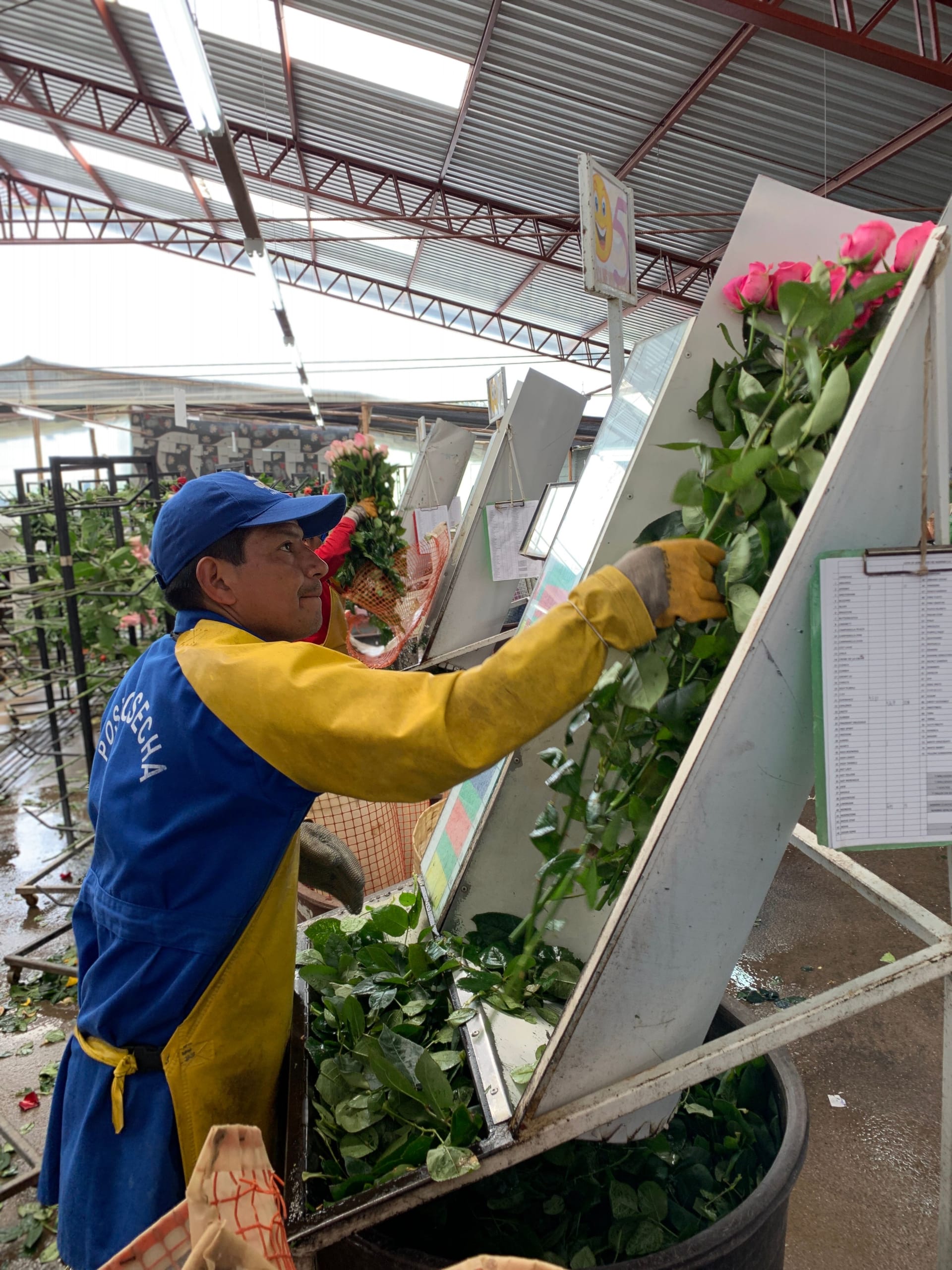 Selección y control de calidad de rosas Magnaflor en producción Cayambe, Ecuador - selección tallo por tallo grado mayorista