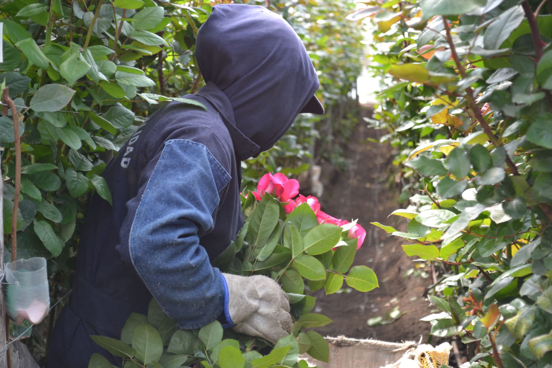 Cosecha de rosas Magnaflor en finca Cayambe Ecuador - rosas premium cortadas a mano listas para exportación