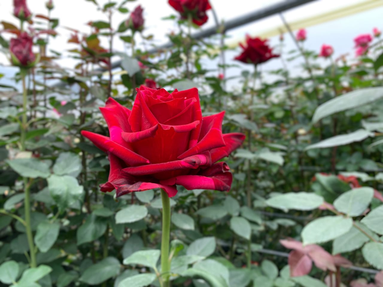 A red rose on the plant at our Cayambe farm, 3,200 metres — grown for Orlando florists and event designers