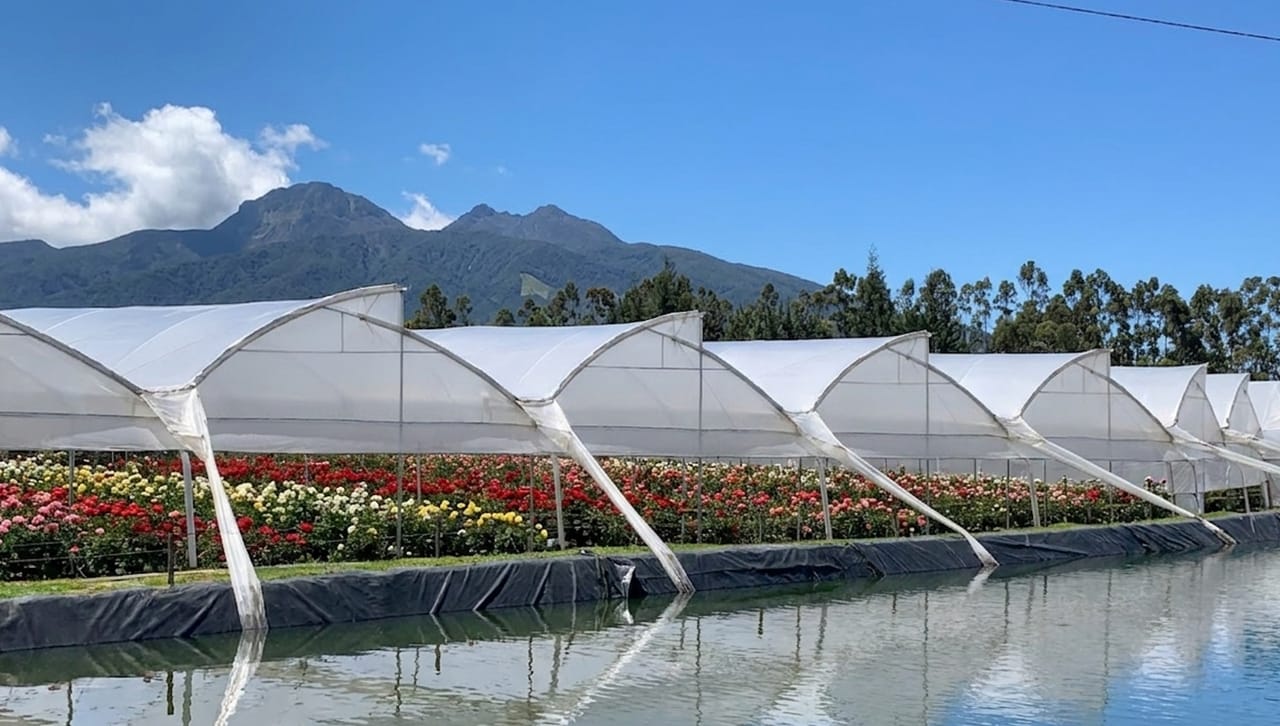 Highland flower farm at golden hour with vibrant hydrangea and alstroemeria rows in the Ecuadorian Andes.