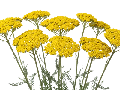 Achillea Yellow