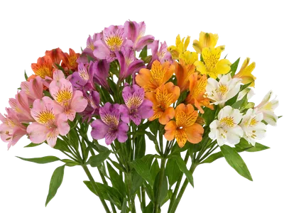 Alstroemeria
