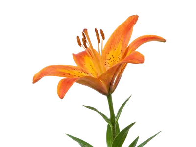 Asiatic Lily