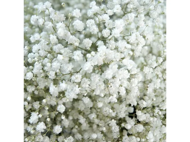 Baby's Breath