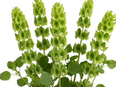 Bells of Ireland