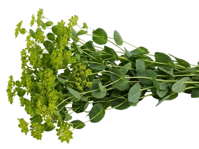 Bupleurum