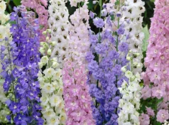 Delphinium
