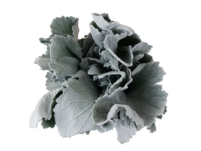 Dusty Miller