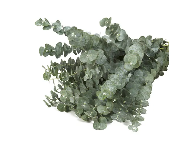 Baby Blue Eucalyptus