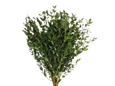 Parvifolia Eucalyptus