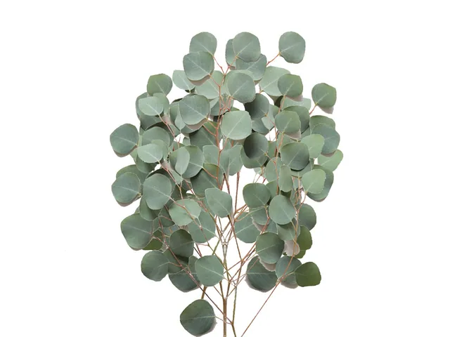 Silver Dollar Eucalyptus