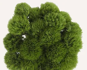 Green Ball