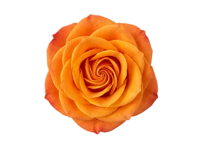 High & Orange